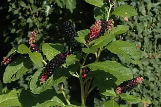 Description de l'image Phytolacca acinosa.JPG.