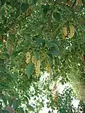 Fruits de phytolacca dioïca