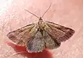 Phytometra viridaria(Boletobiinae, Phytometrini)