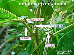 Pièces foliaires