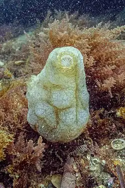 Phallusia mammillata