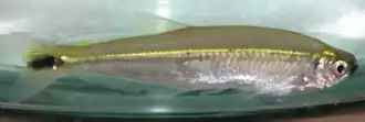 Description de l'image Piabucus melanostomus.png.