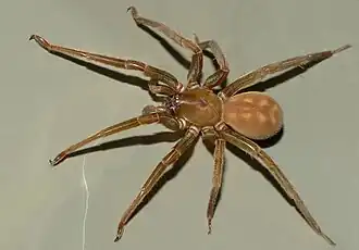 Description de l'image Piano-flat-spider-steve-kerr-cc-by.jpg.