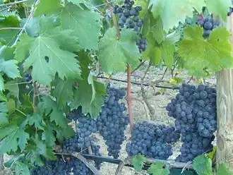 Rossese nero