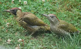 Deux oiseaux posés dans l'herbe, l'un à gauche couvert de boue et l'autre plus propre.