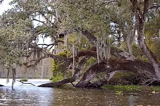 Image illustrative de l’article Doline de Bayou Corne