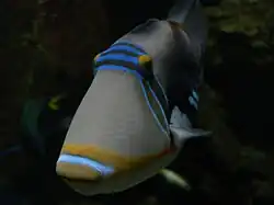 Un spécimen en aquarium.
