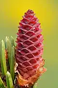 Cône femelle de Picea omorika.