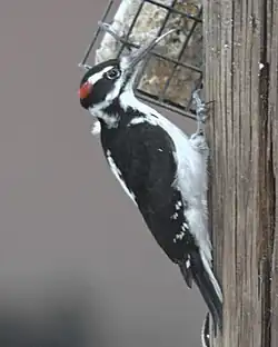 Un oiseau noir et blanc avec une petit tache rouge sur la tête