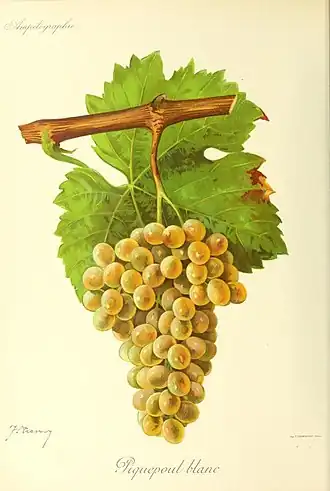 Picpoul