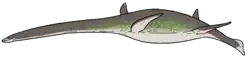 Restoration artistique de Picrocleidus beloclis.