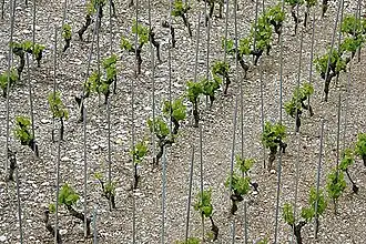 Plants de fendant à Loèche (Valais) menés sur échalas.