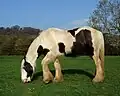 Pie tobiano sur base noire.