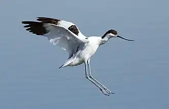 Avocette élégante