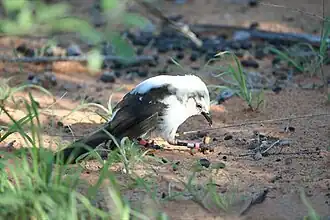 Cratérope bicolore fourrageant au sol.