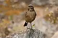 Saxicola caprata, femelle