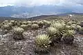 Paramo de Piedras Blancas (Mérida, Venezuela)