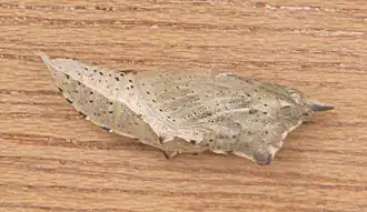 Chrysalide.