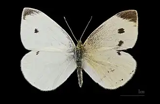 Gynandromorphe bilatéral (partie mâle à gauche).