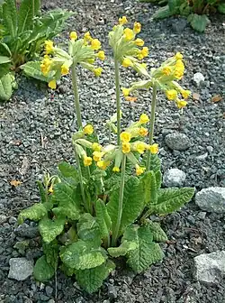 Plante.