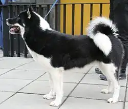 Chien du Groenland.