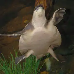 Photo d'une tortue à nez de cochon.