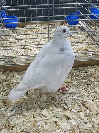 Texan mâle.