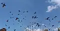 Pigeons en vol.