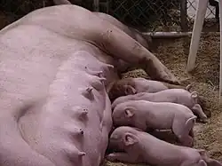 Cochon