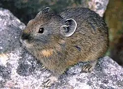 Pika du Nord