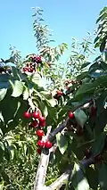 Ceriseraie