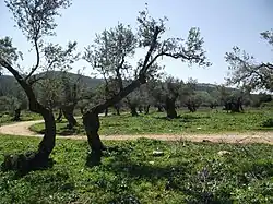 Palestine