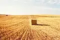Champ après moisson