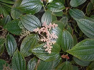 Description de l'image Pilea grandifolia 2017-05-31 2588.jpg.
