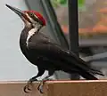 Mâle.