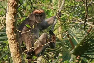 Description de l'image Piliocolobus rufomitratus 35499959 (cropped).jpg.
