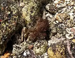 Pilodius areolatus