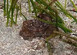 Pilodius areolatus