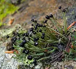 Pilophorus aciculare.