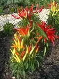 Plant de piment fort (capsicum annuum).