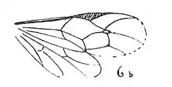 Pimpla seyrigi mâle aile N. Théobald 1937 pl XIII éch R578 contre empreinte x3 détail de l'aile R578 p.192.