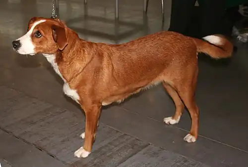 Pinscher autrichien