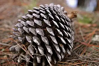 Cône (Pomme de pin)
