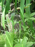 Pinellia ternata dans un parterre du Jardin botanique de Louvain