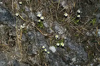 Biotope