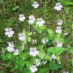 Station de grassettes à grandes fleurs sous espèce 'Rosea'