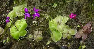 Photo de plusieurs grassettes de Moran.