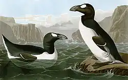 Deux Grands Pingouins, un nageant et regardant vers la droite et l'autre debout sur un rocher et regardant vers la gauche, entourés de rochers.
