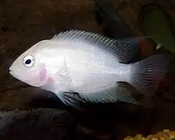 Forme "albinos rose" ou "blanc".