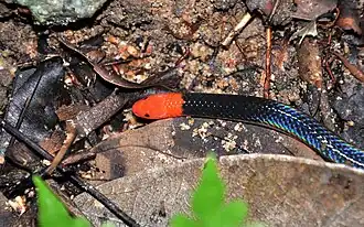 Description de l'image Pink Headed Reed Snake.jpg.